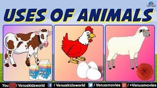 Animal Kingdom ~ Uses Of Animals