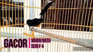 Murai Batu Seri F4 Gacor 100% EFEKTIF FULL BONGKAR ISIAN RAPAT