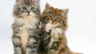 Animal Planet  : Cats 101 ~ Maine Coon