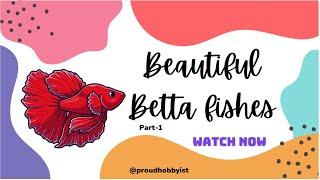 Most Popular Betta Fishes | Beautiful Betta Fishes Part - 1 | Proud Hobbyist