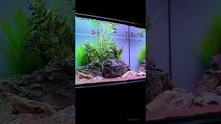 BEST Entrypoint of HOBBY️ PLASTIC Plant TANK #shorts #youtubeshorts #instagram #youtube #reels