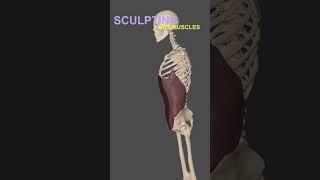 Master 3D Sculpting Anatomy | Abs Muscles in ZBrush