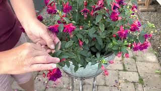 Fuchsia, How to deadhead? Is it a bud or a fuchsia berry? How can you tell the difference?