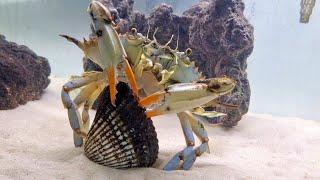 this is how CRABS eat BLOODY clams.