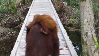 Tutut & Baby Orang Utan Walking on Jetty at Camp Leakey