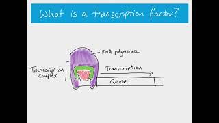 A2 Biology - transcription factors and gibberellin