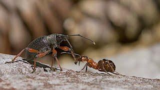 Red wood ant " predation "