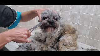 Difficult doggie Groom, grooming an anxious dog, no restraints, dog grooming, Shih-Tzu/Pomeranian