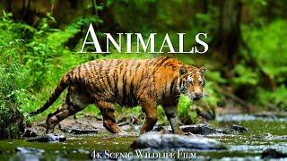 World of Animals 4K - Scenic Wildlife Film With Calming Music