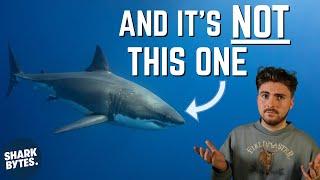 Scientist Explains Which Shark Is The MOST Dangerous!