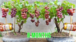 How to grow grapes in tires without a garden - watering with beer and too much fruit