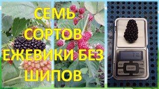 ОБЗОР СЕМИ СОРТОВ ЕЖЕВИКИ БЕЗ ШИПОВ. Выращивание ежевики. Росяника и куманика.