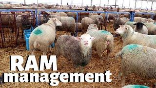 How we manage RAMS on our sheep farm.  Vlog 226