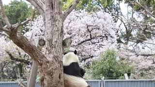 「旦旦」是會賞櫻的可愛熊貓。（在日本王子動物園）