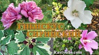 Гибискус сирийский (древовидный). Агротехника, сорта, размножение.