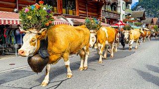 Traditional cow parade in Lauterbrunnen  Switzerland 4K