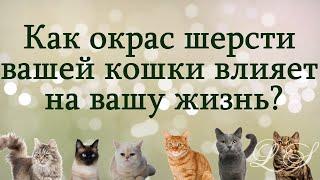 Как окрас шерсти вашей кошки влияет на вашу жизнь. Почему Ваша кошка пришла именно к Вам