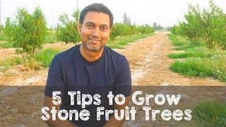 5 Tips to Take Care for Fruit Trees | Fruit Orchard
