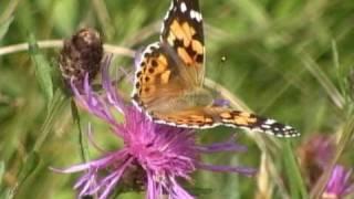 Painted Lady Butterfly