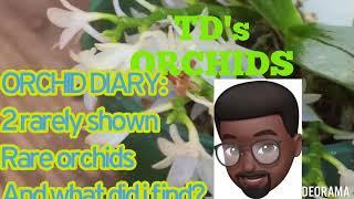 ORCHID DIARY: 2 RARELY SHOWN RARE ORCHID SPECIES AND SEE WHAT? I FOUND #orchids