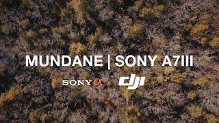 Sony A7III | DJI Mini 2 Cinematic