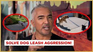 How to Stop Leash Aggression | Dog Nation