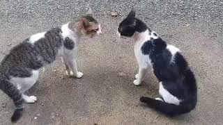 Indian cat  Fight