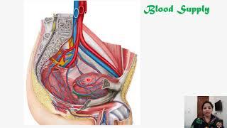 Anatomy  Urinary bladder  concept for NEETPG,FMGE,INICET,NEXT.