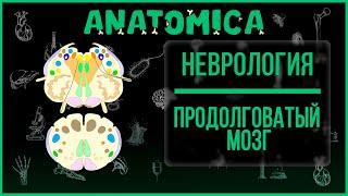 Продолговатый мозг анатомия / Ствол мозга / Неврология