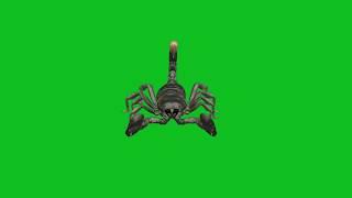 Scorpion Green screen HD footage Scorpion