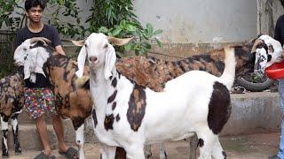 Our Personal Goats For Bakra Eid 2023