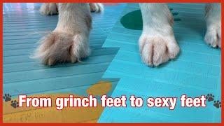   3 Different ways to trim your dog’s feet like a professional 