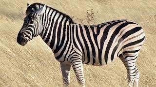 Zebra Images