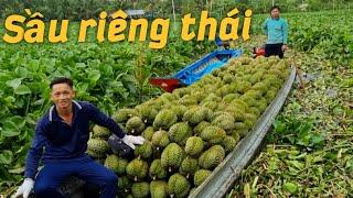 Thu hoạch vườn sầu riêng thái monthong trái nhìn thấy mê quá #166