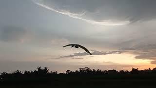 ornithopter wingspan 2500mm - second test fly after revision of the gearbox ratio part(xperiment)