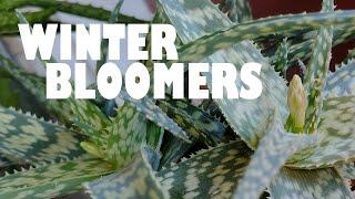 Winter bloomers