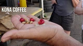 Learn About Kona Coffee at Greenwell Farms Tour