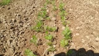 COLIBRI HOEING MACHINE FOR CARROTS AND BABY LEAF SARCHIATRICE BINEUSE