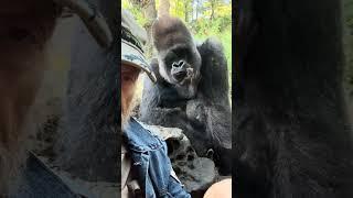 Ozzie Artphot posing with Silverback Gorilla