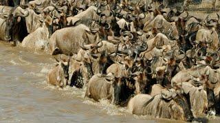 The Great Annual Wildebeest Migration | Great Plains