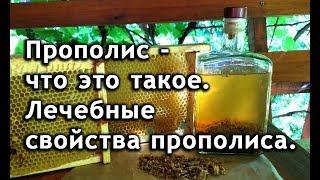 Прополис - что это такое. Лечебные свойства прополиса. Применение прополиса. Настойка прополиса.