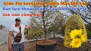 500 gốc Mai Giảo Zin bông đẹp chùm chùm cho lựa từ cây giá mềm 500k tới 15t