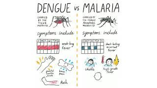 Dengue Fever Vs Malaria