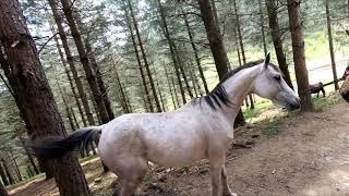 Yegua en celo y 2 caballos enteros