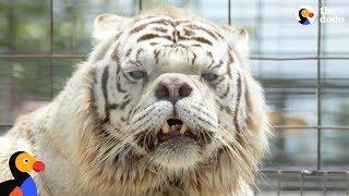 White Tigers Aren't A Real Species | The Dodo