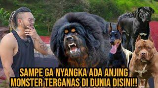 SAMPE GA NYANGKA ADA ANJING MONSTER TERGANAS DI DUNIA DISINI!! #AudreyA #KINGOFTHEJUNGLE