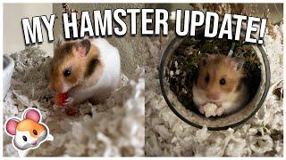 HAMSTER UPDATE  | cage cleaning & yap fest