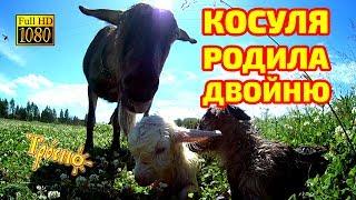 Косуля родила двойню: Нова-Пака