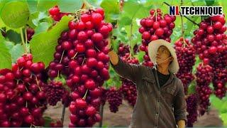 How US Farmers Harvest 100 Millions Tons Of Cherry In Agriculture - Modern Agriculture Machine