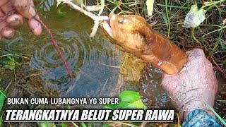 TERBUKTI HASILNYA‼️ CARA JITU MANCING BELUT DI SPOT RAWA UNTUK MENDAPATKAN BELUT BESAR BESAR